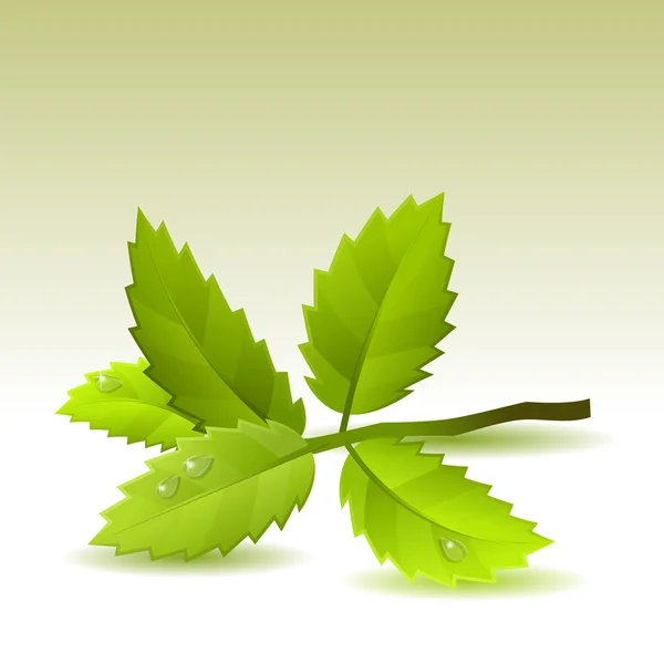 Green leaves on light background — Stock Vector