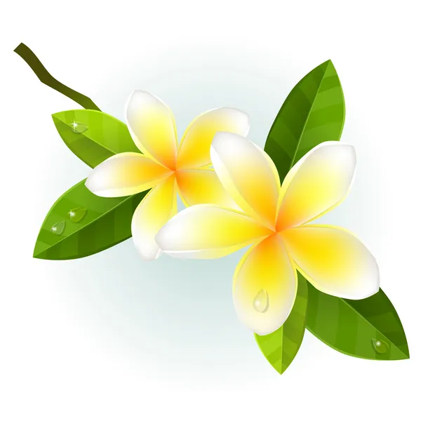 Fleurs frangiapanies — Image vectorielle