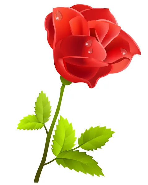 Rosa roja aislada — Archivo Imágenes Vectoriales