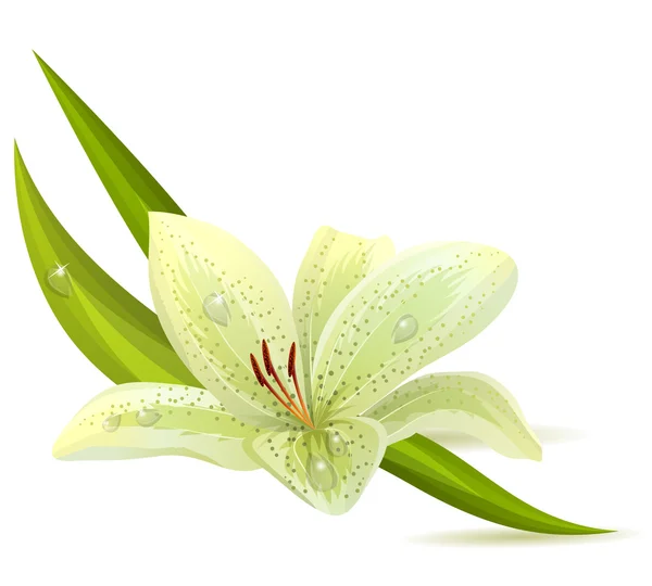 White lily isolated — Stock Vector