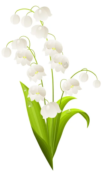 Lily of the valley isolated — Stock Vector