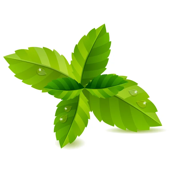 Färska gröna myntablad — Stock vektor