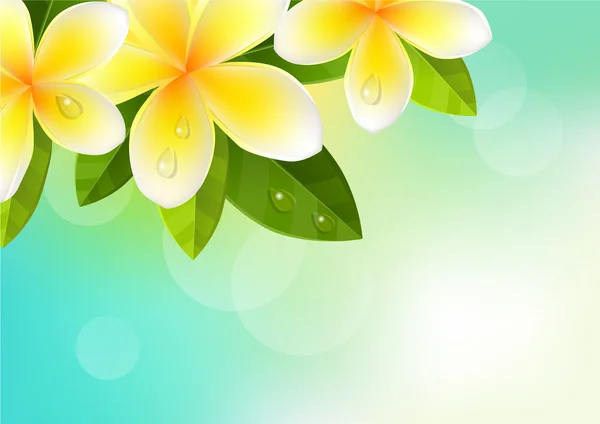 Tropic achtergrond met frangipani — Stockvector