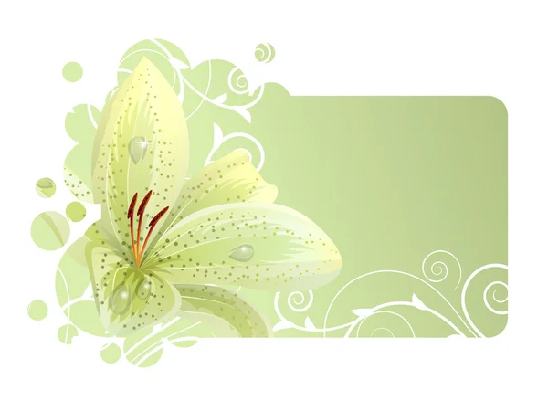 Krásný rámeček s bílou lilii — Stockový vektor