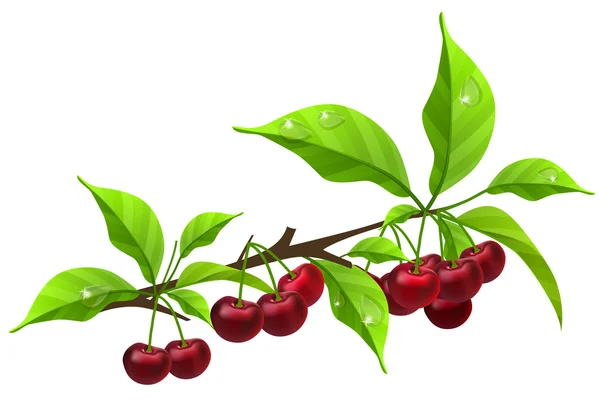 Realistic branch with ripe cherry — Stock Vector