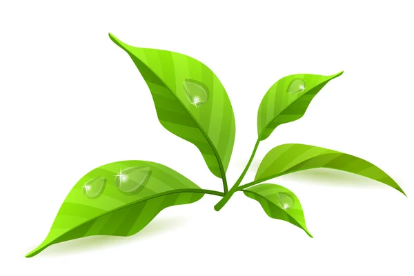 고립된 녹색 잎들 — 스톡 벡터