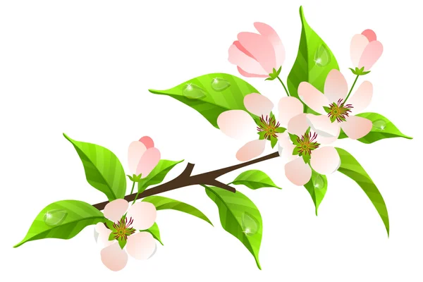 Appelboom tak in bloei — Stockvector