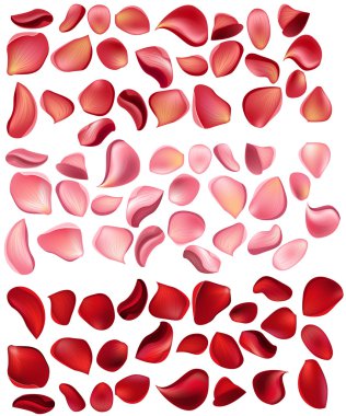 A lot of different rose petals isolated clipart