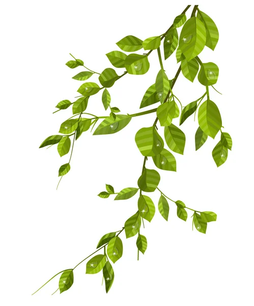 Rama con hojas verdes — Vector de stock