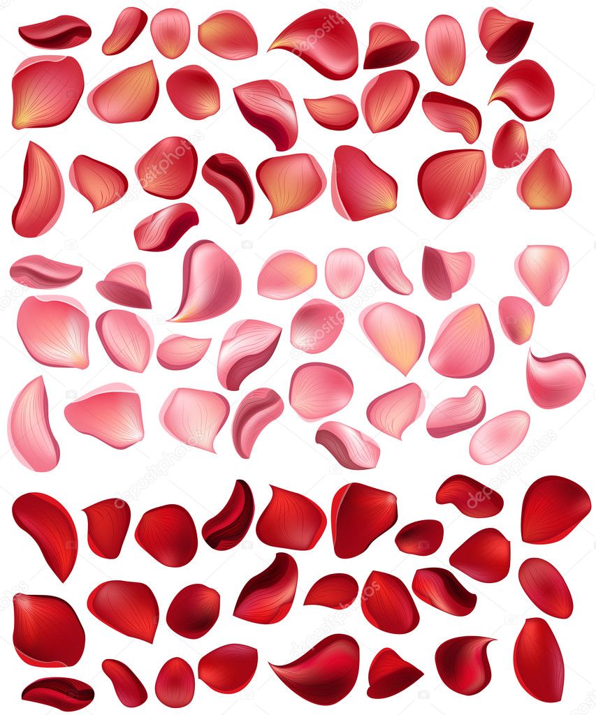 A lot of different rose petals isolated