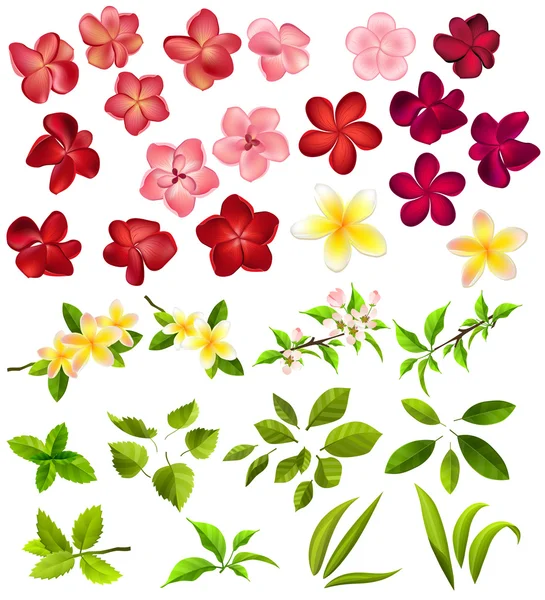 不同的花朵和叶子的集合 — 图库矢量图片