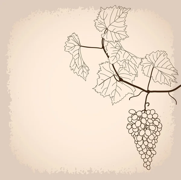 Background with grapevine — 图库矢量图片