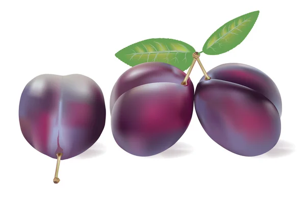 stock vector Three realistic plums on white