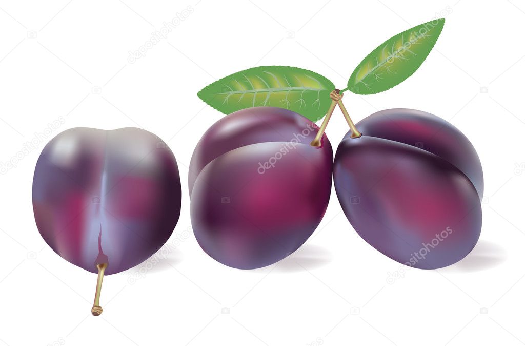 Three realistic plums on white