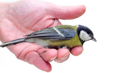 The titmouse sitting on a hand 2 clipart