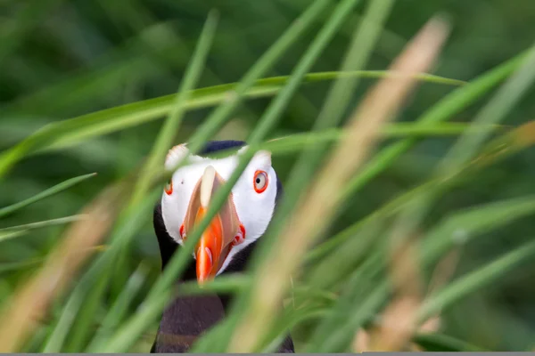 Papegaaiduiker In de zee gras (Fratercula) 2 — Stockfoto