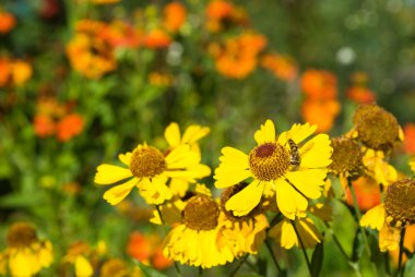 Rudbeckia çiçek