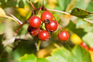 Ripe Hawthorn (Crataegus) berries clipart