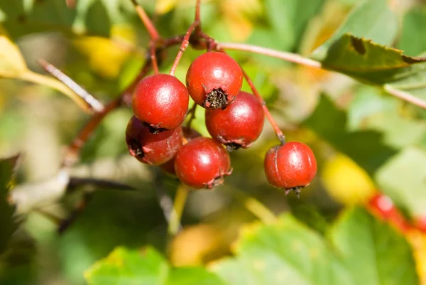 Ripe Hawthorn (Crataegus) berries — Stock Photo, Image