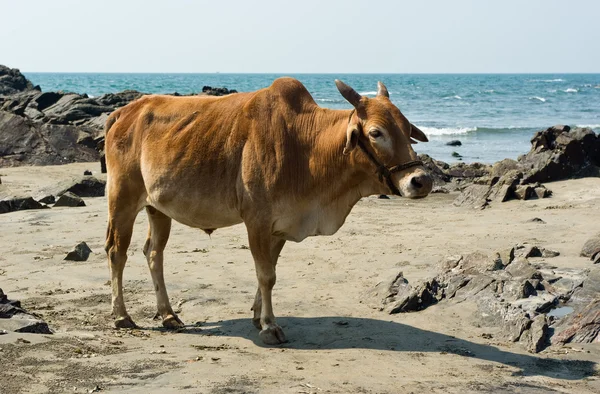 Ko i beach — Stockfoto