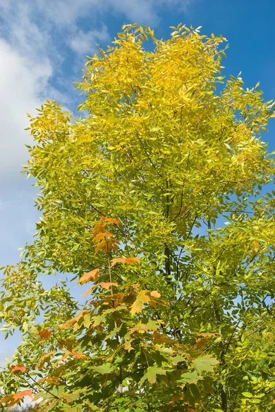 Maple Outono e folhas de cinzas — Fotografia de Stock