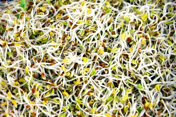 Clover Sprouts — Stock Photo, Image