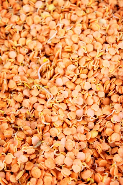 Brotos de lentilhas — Fotografia de Stock