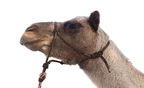 Верблюжья голова — стоковое фото