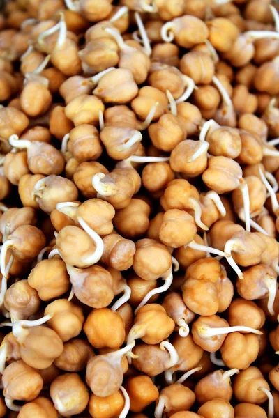 Garbanzo 콩나물 — 스톡 사진