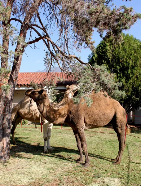 Δύο καμήλα — Φωτογραφία Αρχείου