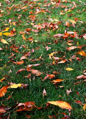 Grass Leaves Autumn clipart