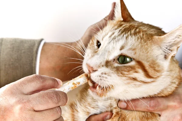 stock image Feeding a Sick Cat