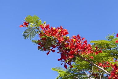 Poinciana ağaç çiçek