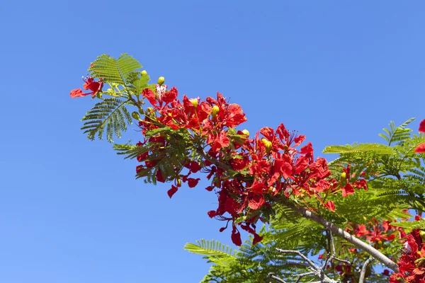 Flores de árbol de Poinciana —  Fotos de Stock