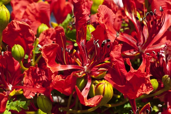 stock image Poinciana Tree Flowers