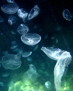 Jellyfish on the high seas clipart