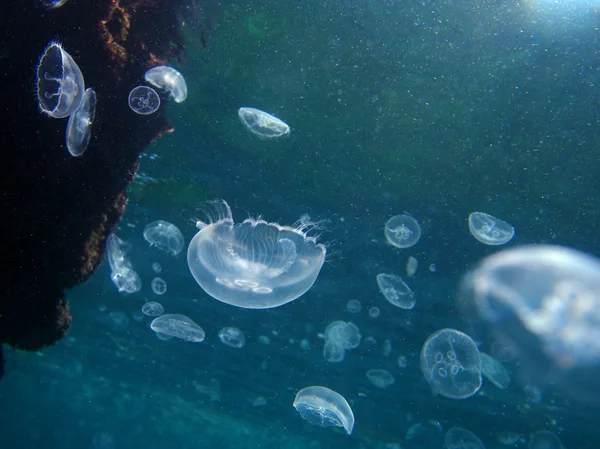 A nyílt tengeren medúzák — Stock Fotó