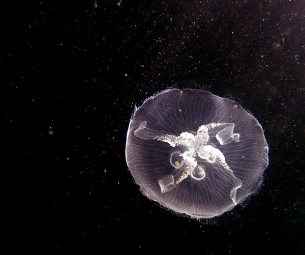 Medúzy na volném moři — Stock fotografie