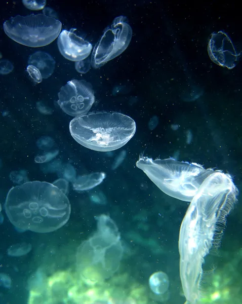 Medusas no alto mar — Fotografia de Stock