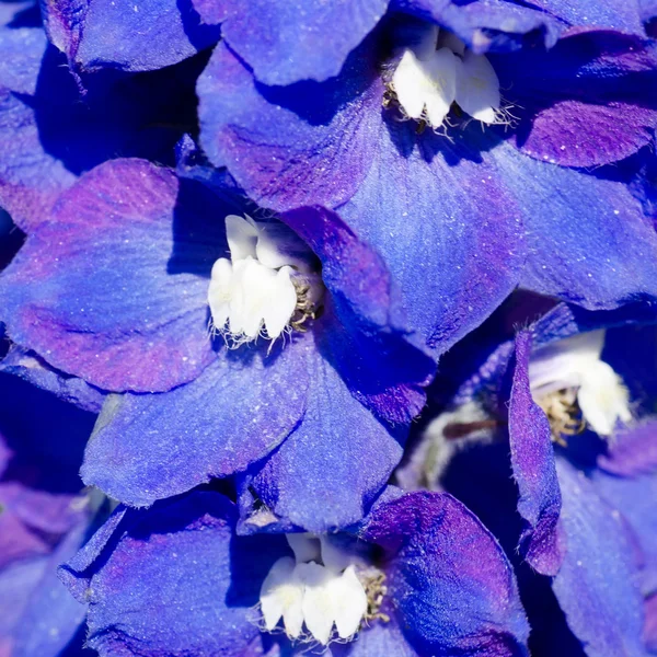 Flores violetas abstratas no campo — Fotografia de Stock