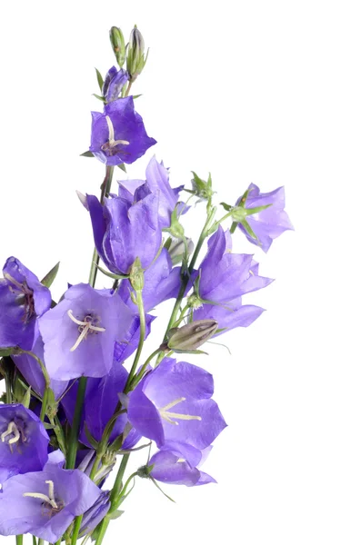 Vackra blå blommor campanula — Stockfoto