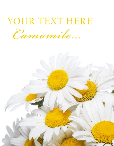 Bouquet of wild camomiles — Stock Photo, Image