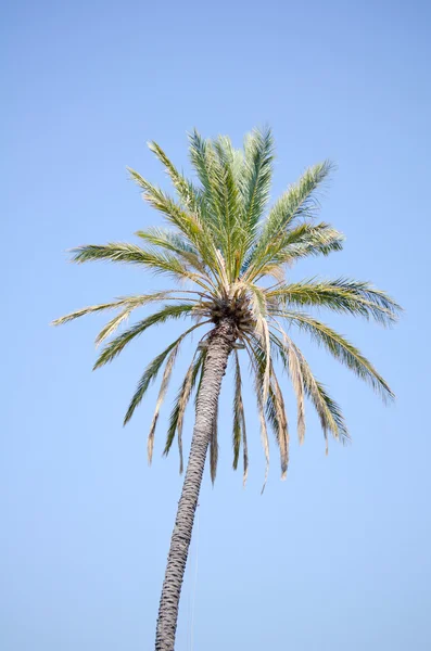 Date palm tree against the sky — Stock Photo, Image