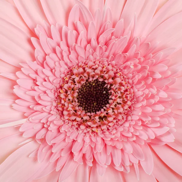 白地に孤立したゲルベラの花 — ストック写真