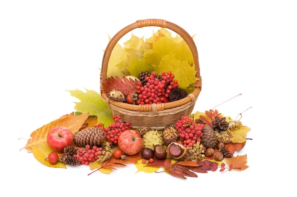 Folhas de outono e frutos isolados — Fotografia de Stock