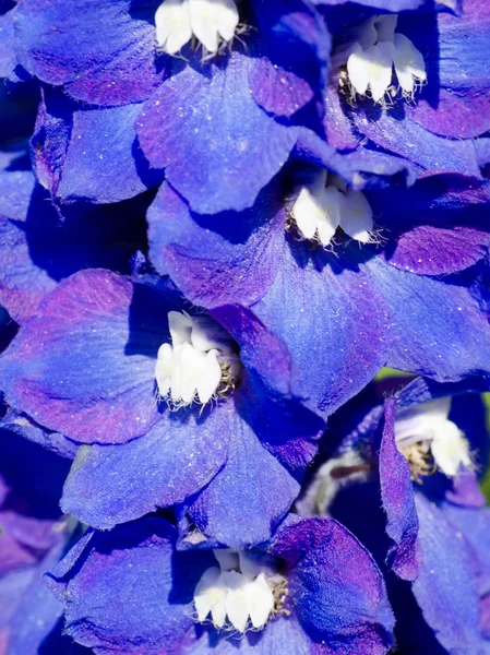 Abstraktní fialové květy na poli — Stock fotografie