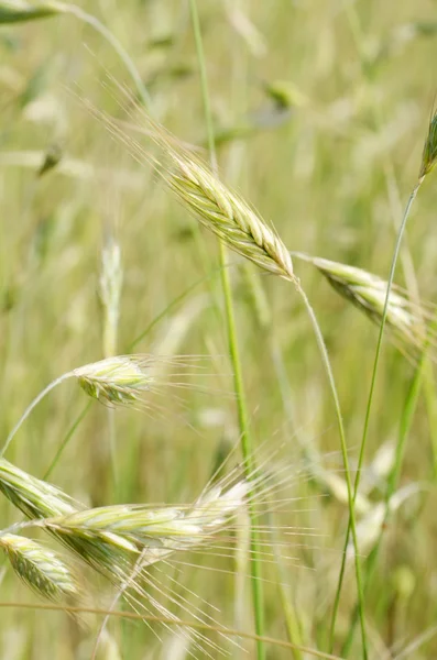 具有成熟的黄色小麦的字段 — 图库照片
