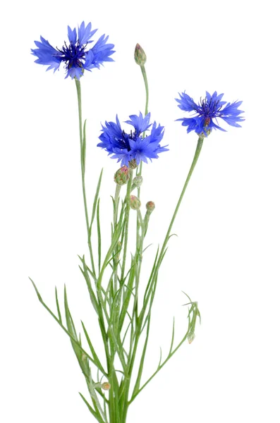 Linda flor de milho azul — Fotografia de Stock