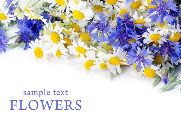Gyönyörű kék Búzavirág — Stock Fotó