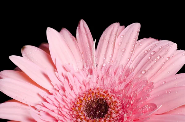 Gerbera kwiat na czarnym tle — Zdjęcie stockowe